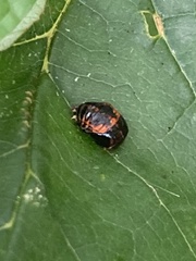 Harmonia axyridis