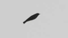Lullula arborea