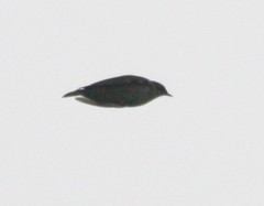 Lullula arborea