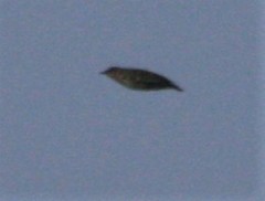 Lullula arborea