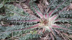 Helminthotheca echioides