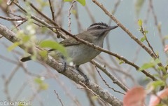 Vireo altiloquus