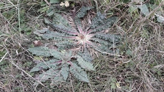 Helminthotheca echioides