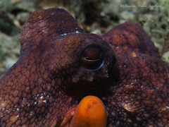 Octopus americanus