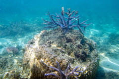 Acropora muricata