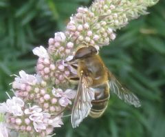 Eristalis tenax