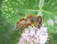 Eristalis tenax