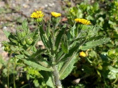 Layia hieracioides