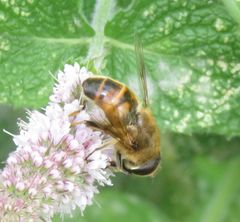 Eristalis tenax