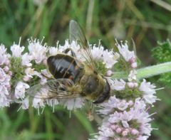 Eristalis tenax