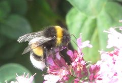 Bombus
