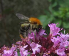 Bombus pascuorum