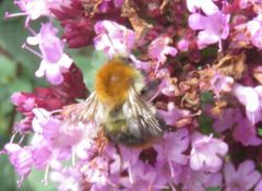 Bombus pascuorum