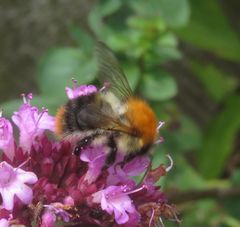 Bombus pascuorum