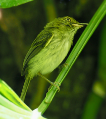 Lophotriccus galeatus