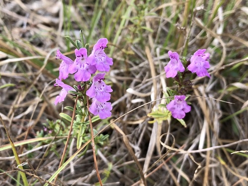 Liburnijski čuba (Satureja subspicata)