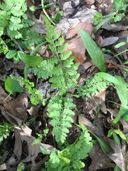 Cystopteris protrusa