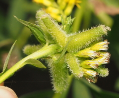Rhopalomyia anthophila