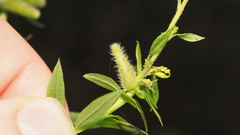 Rhopalomyia anthophila