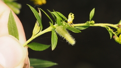 Rhopalomyia anthophila