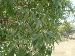 Myoporum montanum