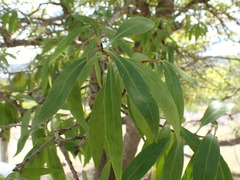 Myoporum montanum