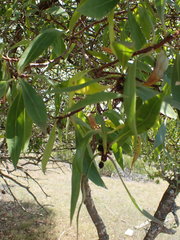 Myoporum montanum