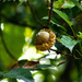 Quercus skinneri - Photo (c) Rafael Grajeda-Estrada,  זכויות יוצרים חלקיות (CC BY-NC), הועלה על ידי Rafael Grajeda-Estrada