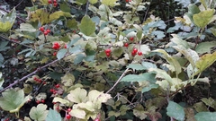 Viburnum opulus