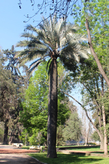 Jubaea chilensis