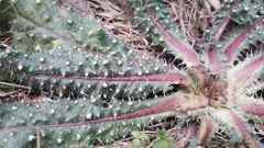 Helminthotheca echioides