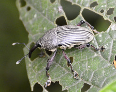 Cholus parallelogrammus