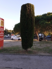 Cupressus sempervirens