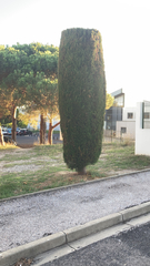 Cupressus sempervirens