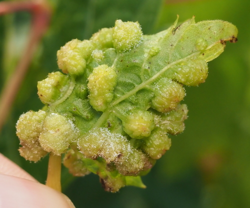 Grape Phylloxera photo 5