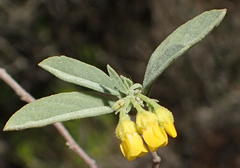 Hermannia holosericea