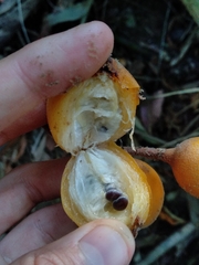 Bromelia antiacantha