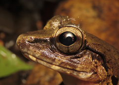 Limnonectes leporinus