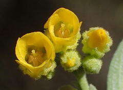 Hermannia holosericea