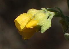 Hermannia holosericea