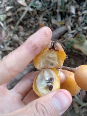 Bromelia antiacantha