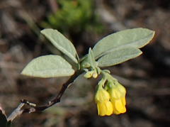 Hermannia holosericea