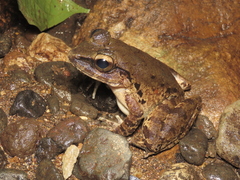 Limnonectes leporinus