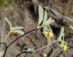 Hermannia holosericea