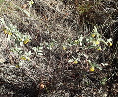 Hermannia holosericea