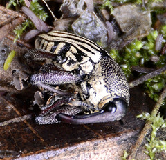 Cholus parallelogrammus