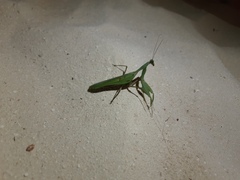 Sphodromantis rubrostigma