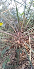 Bromelia antiacantha