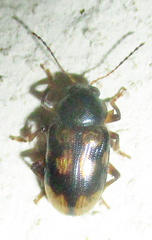 Microeurydemus africanus