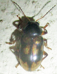 Microeurydemus africanus